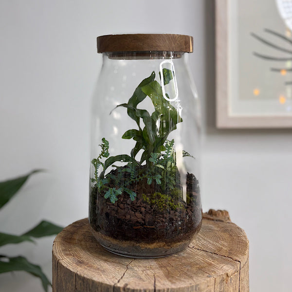Fern & Fittonia Timber Lid Otto Terrarium