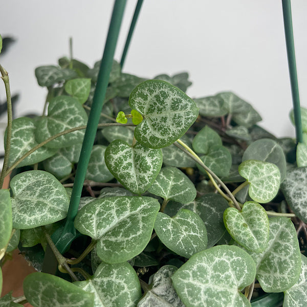 Ceropegia Woodii Chain Of Hearts 130mm