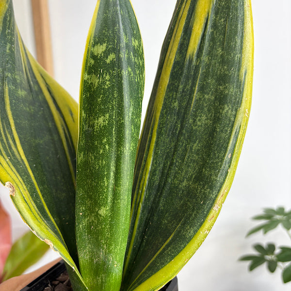 Sansevieria Golden Flame Snake Plant 100mm