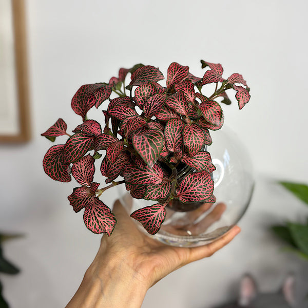 Fittonia Red in Medium Tilted Self Watering Glass Pot