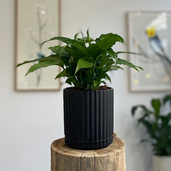 Peace Lily in Medium Athens Pot Black