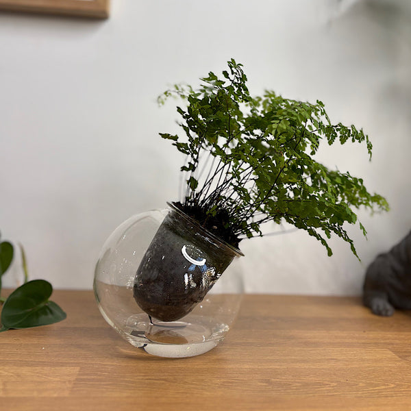 Maidenhair Fern in Tilted Self Watering Glass Pot