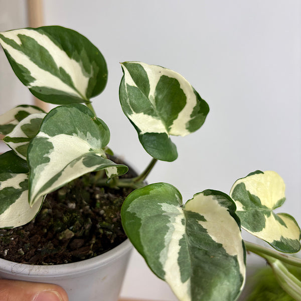 Epipremnum Aureum Snow Queen Pothos 105mm