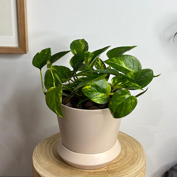 Devil's Ivy in Small Hamburg Pot Parchment