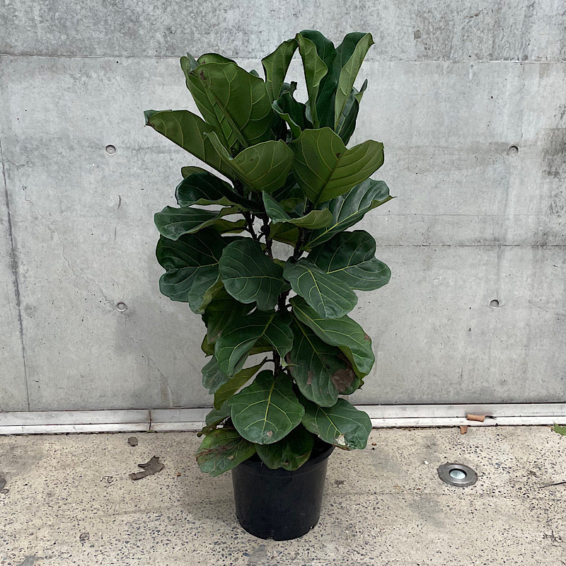 Ficus Lyrata Fiddle Leaf Fig 300mm