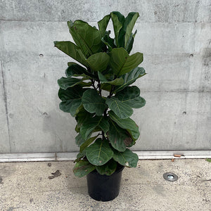 Ficus Lyrata Fiddle Leaf Fig 300mm