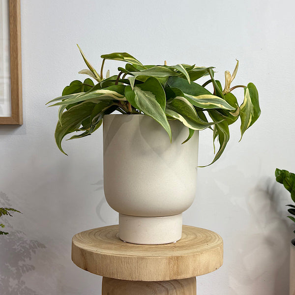 Philodendron Rio in Small Comet Planter Oatmeal