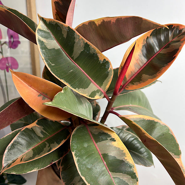 Ficus Elastica Tineke Tricolour 140mm