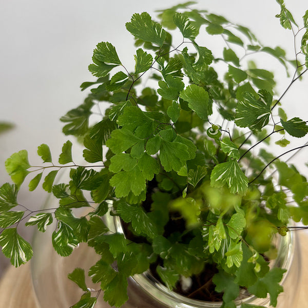 Variegated Maidenhair Fern in Tilted Self Watering Glass Pot