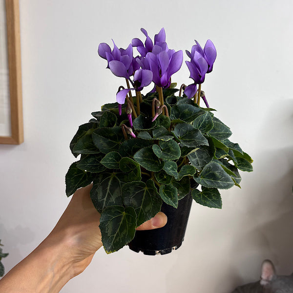 Cyclamen Dragon Blue Violet 100mm