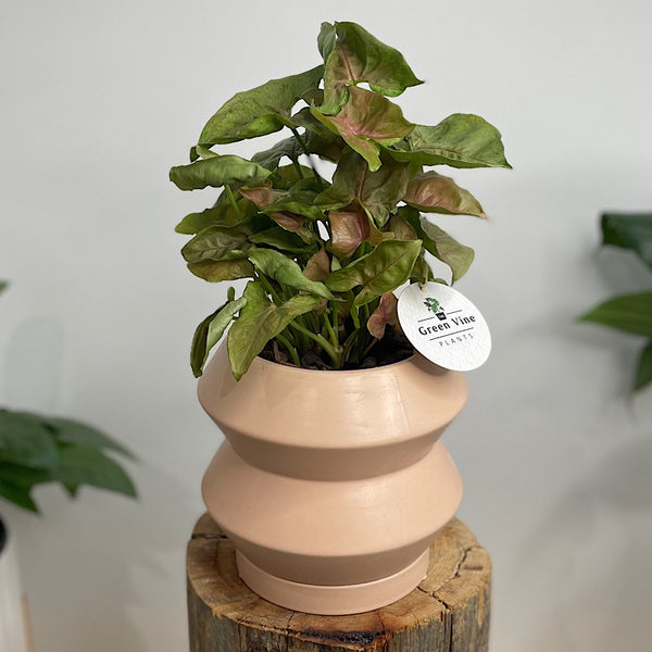 Syngonium Neon in Hanover Pot Peach