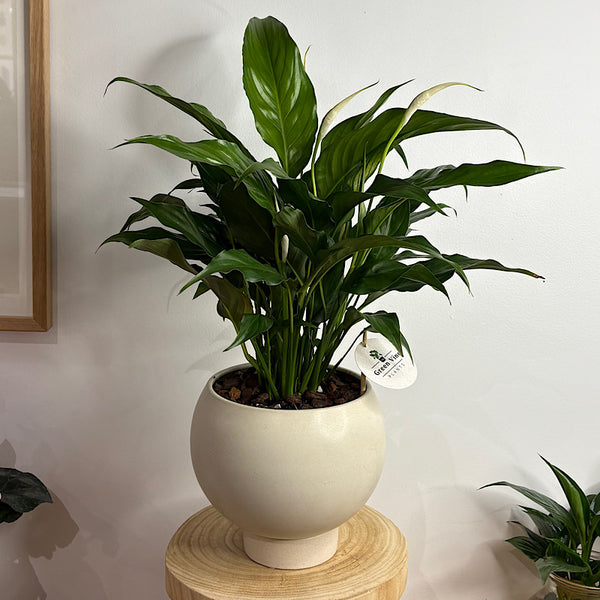 Peace Lily in Medium Orbit Pot Oatmeal