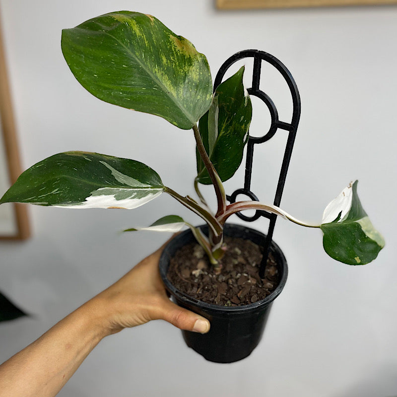 Philodendron White Knight 130mm