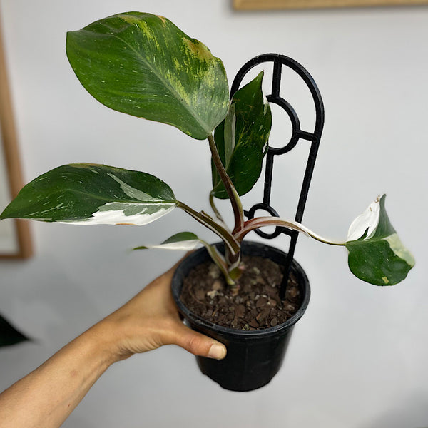 Philodendron White Knight 130mm