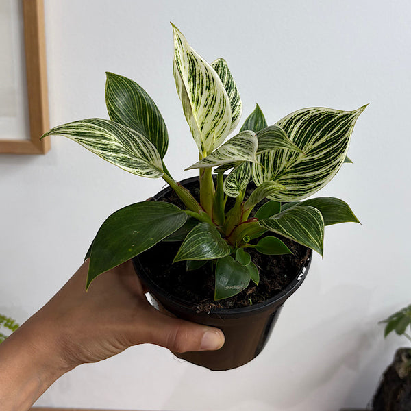 Philodendron Birkin 120mm