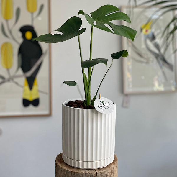 Monstera Deliciosa in Large Athens Pot White