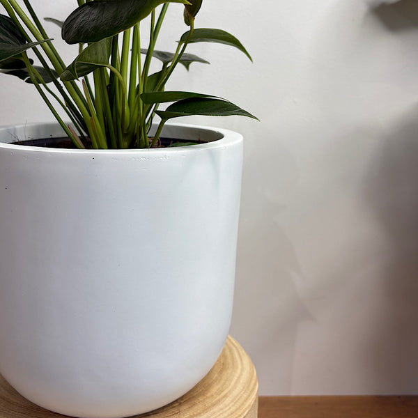 Anthurium Flamingo Flower Red in Winter Egg Pot White