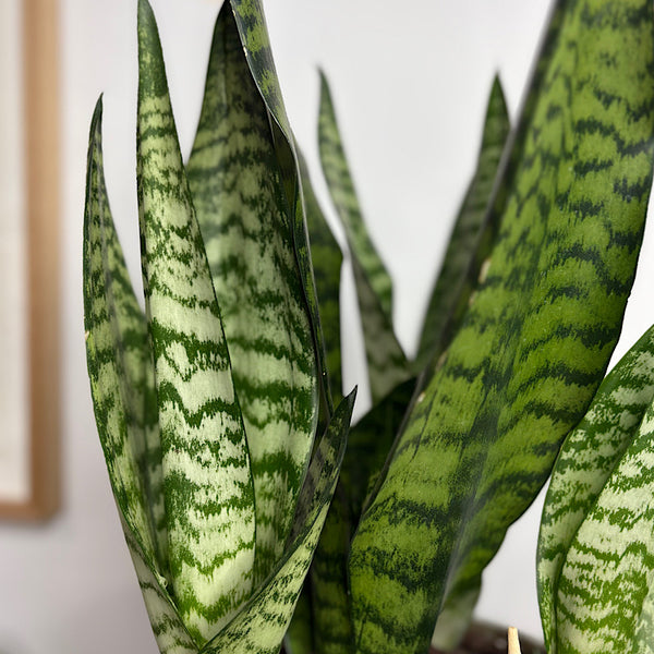 Robusta Snake Plant in Large Pollock pot Limestone