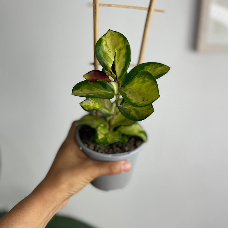 Hoya Australis Lisa 105mm