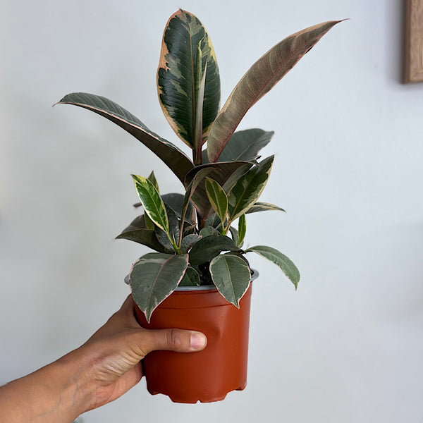 Ficus Elastica Tineke Tricolour 130mm