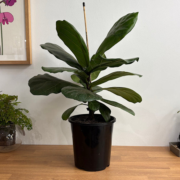 Ficus Lyrata Fiddle Leaf Fig 180mm