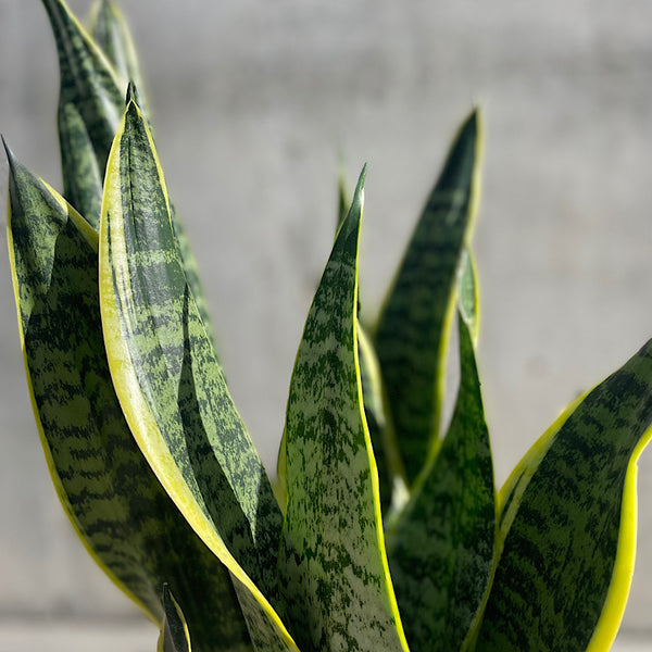 Sansevieria Trifasciata Superba Snake Plant 200mm