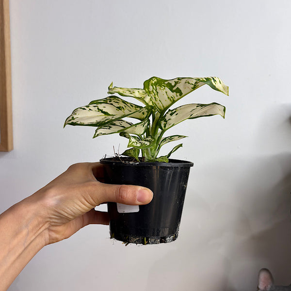 Aglaonema White Valentine 100mm