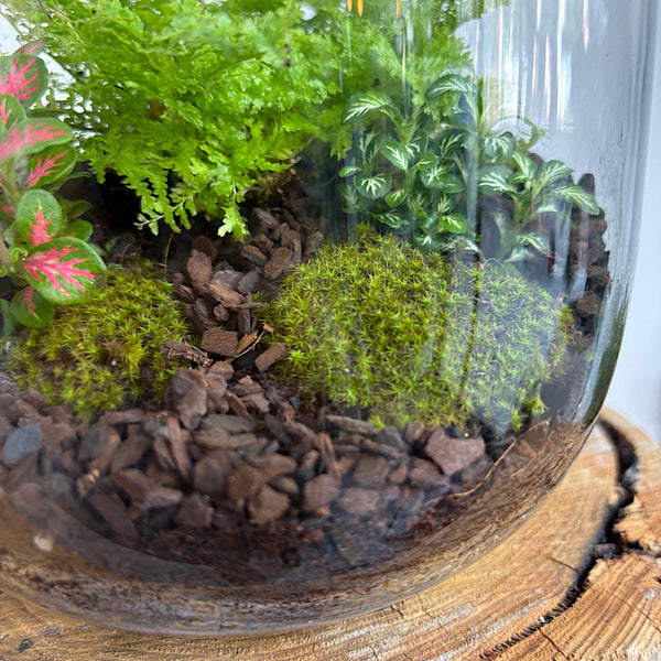 Fern & Fittonia Medium Frida Terrarium