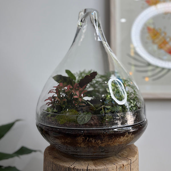 Large Luka Teardrop Dome Terrarium #0412