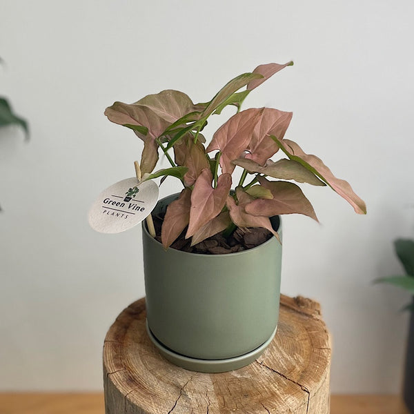 Syngonium Pink Heart in Small Oslo Pot Eucalypt