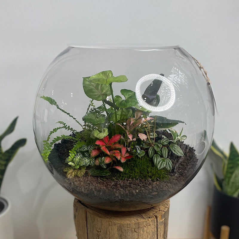 Lush Forest Terrarium Bowl #1904
