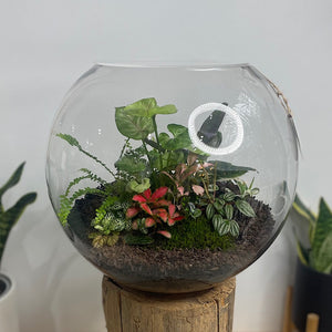 Lush Forest Terrarium Bowl #1904