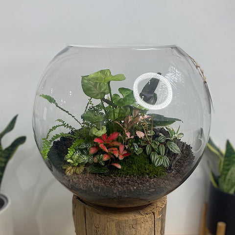 Lush Forest Terrarium Bowl #1904