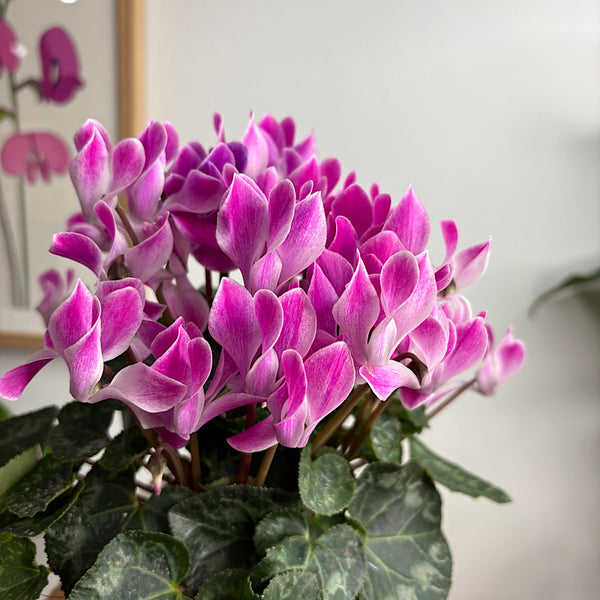 Floral Blooms Local Gift Box - Same Day Local Delivery for Canberra
