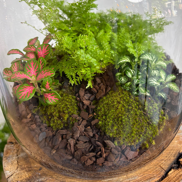 Fern & Fittonia Medium Frida Terrarium
