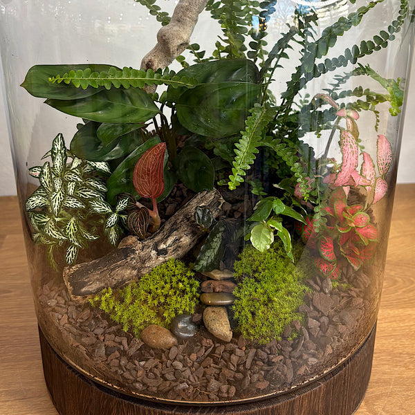X-Large Helga Terrarium with Lush Forrest with Timber Base and Ball #0209