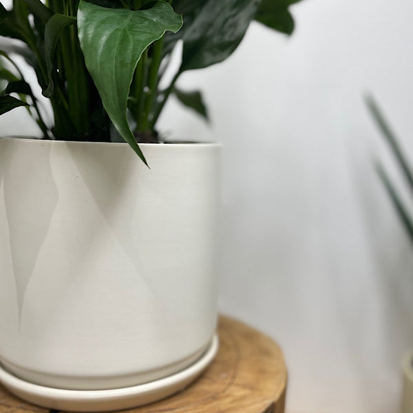 Peace Lily in Large Oslo Pot White