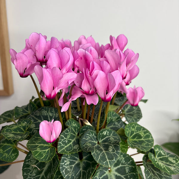 Cyclamen Pink in Medium Self Watering Glass Pot
