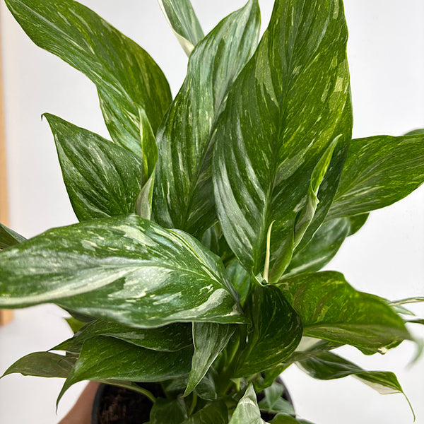 Spathiphyllum Peace Lily Domino 120mm