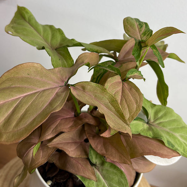 Syngonium Pink Beauty in Small Oslo Pot White