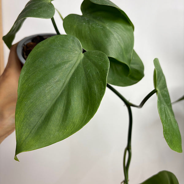 Philodendron Cordatum Heart Leaf 130mm