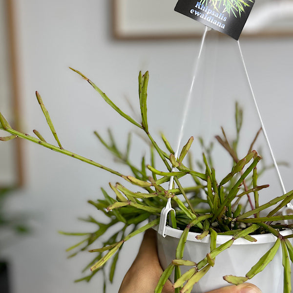 Rhipsalis Ewaldiana 130mm Hanging