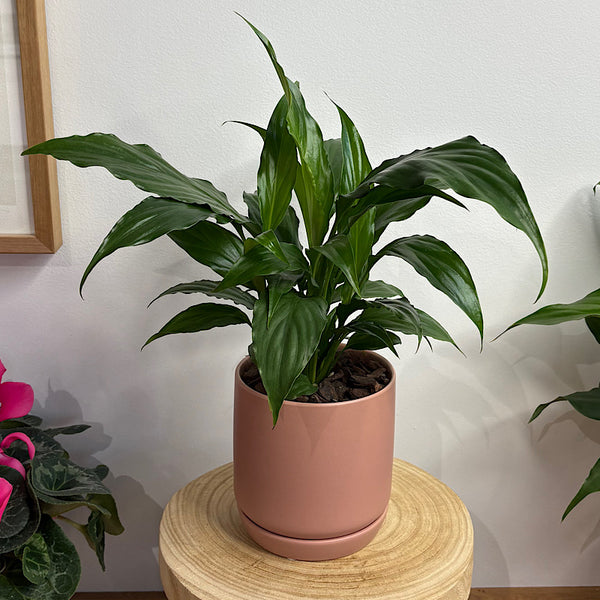 Peace Lily in Small Oslo Pot Dusty Rose