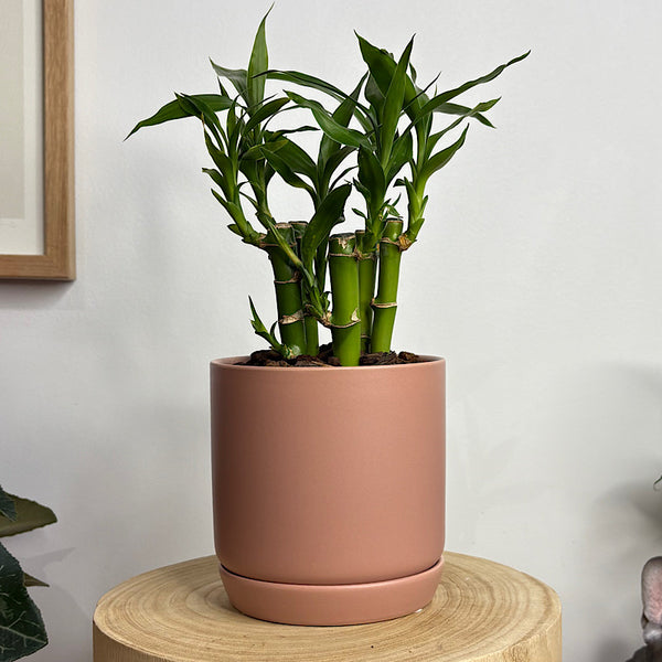 Lucky Bamboo in Small Oslo Pot Dusty Rose