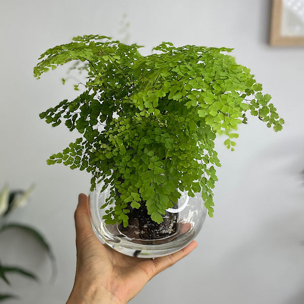 Maidenhair Fern in Medium Self Watering Glass Pot