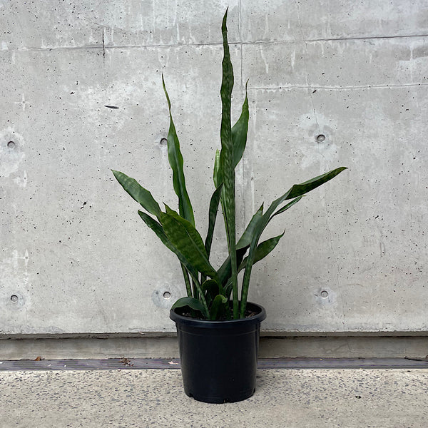 Sansevieria Hyacinthoides 300mm