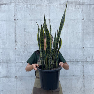 Sansevieria Trifasciata Laurentii Snake Plant 300mm