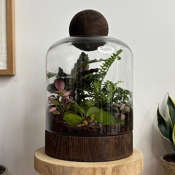 Large Helga Terrarium with Lush Forrest with Timber Base and Ball #0813