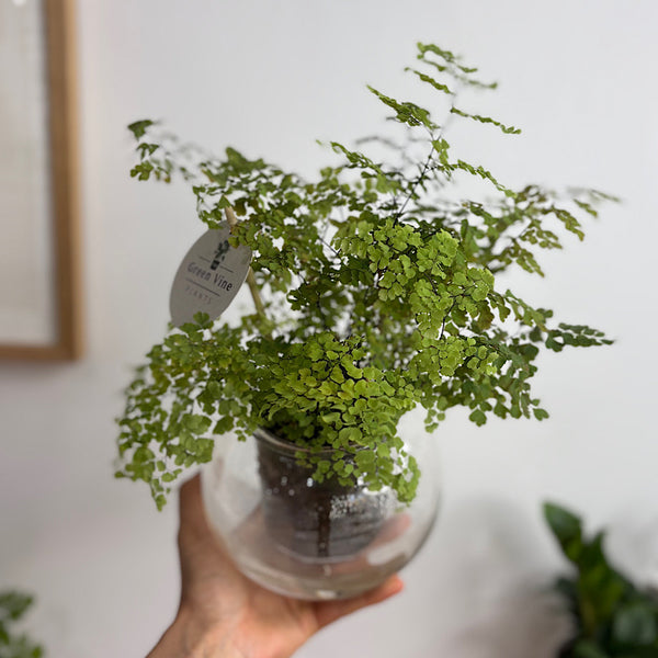 Maidenhair Fern in Medium Self Watering Glass Pot