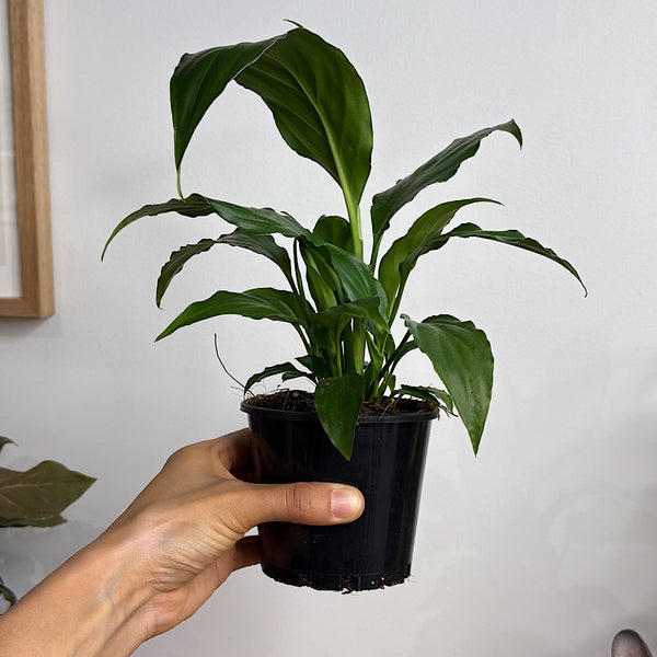 Spathiphyllum Sweet Chico 100mm
